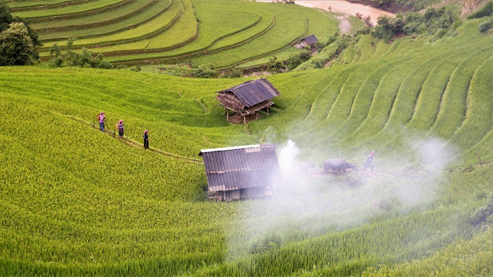 WALKING WITH THE RICE